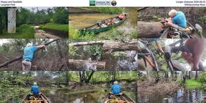 [Wasps and Deadfalls, Longer chainsaw 2025-08-03, Langdale Park, Withlacoochee River]
