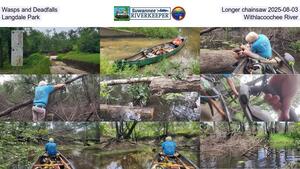 [Wasps and Deadfalls, Longer chainsaw 2025-08-03, Langdale Park, Withlacoochee River]