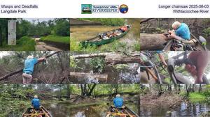 [Wasps and Deadfalls, Longer chainsaw 2025-08-03, Langdale Park, Withlacoochee River]