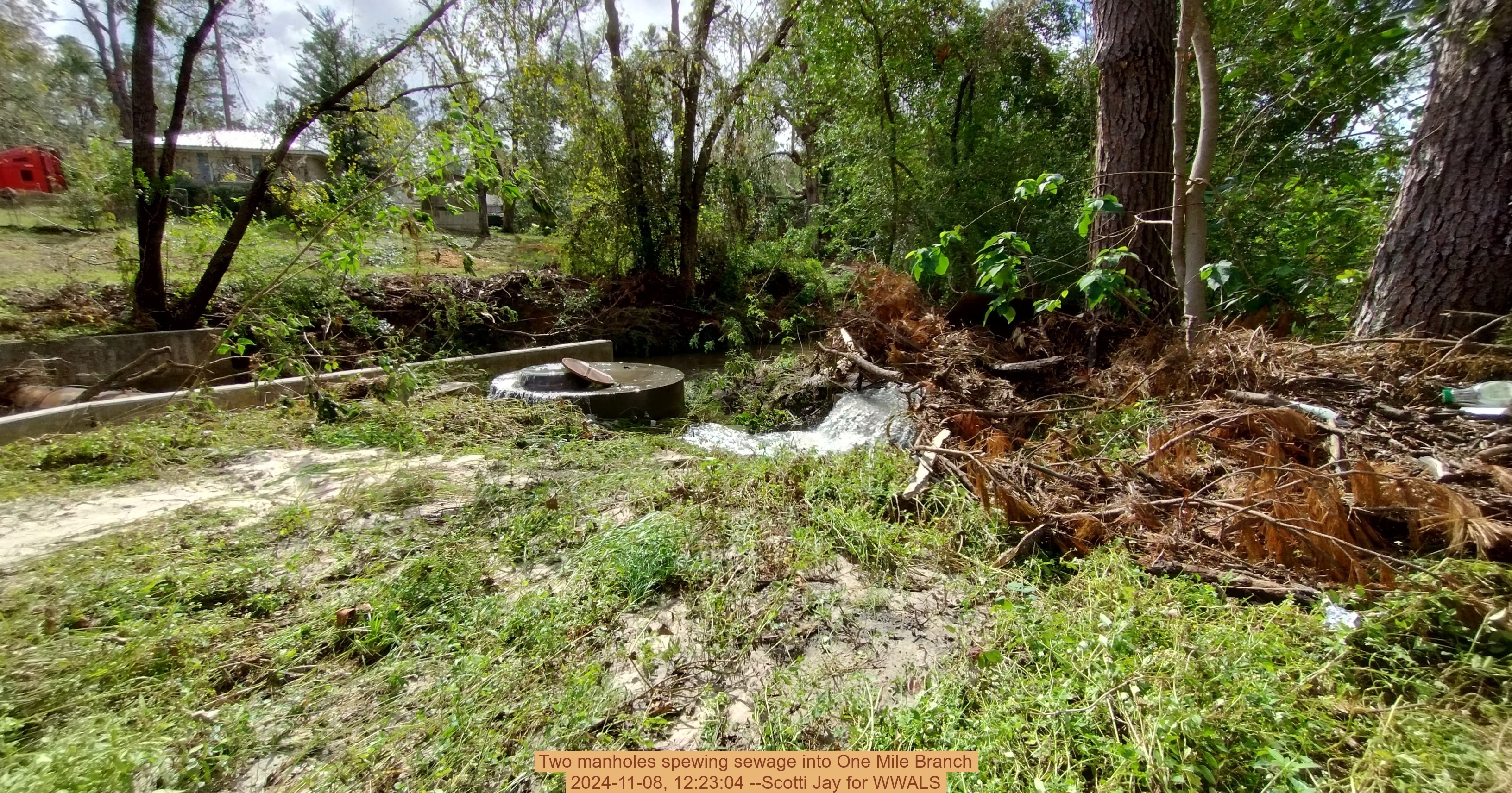 Two manholes spewing sewage into One Mile Branch, 2024-11-08, 12:23:04 --Scotti Jay for WWALS