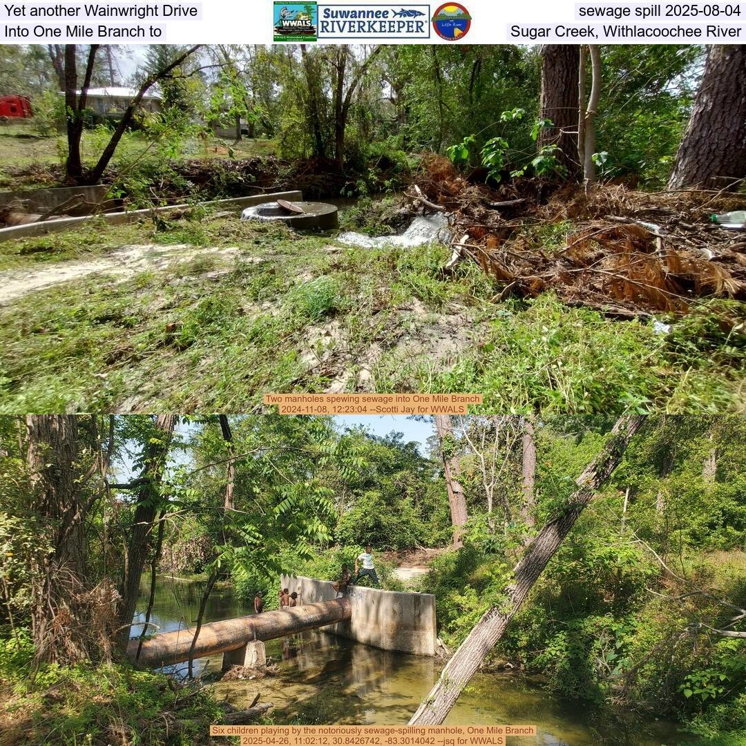 Yet another Wainwright Drive sewage spill 2025-08-04, Into One Mile Branch to Sugar Creek, Withlacoochee River
