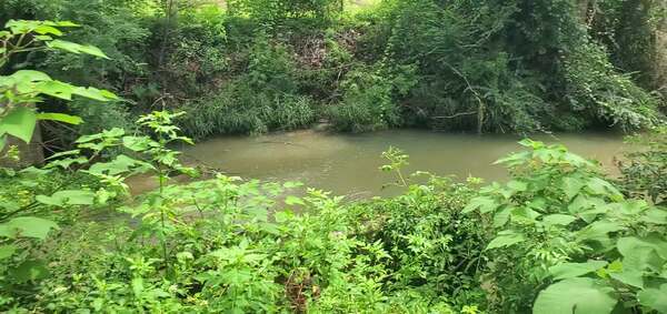 Movie: One Mile Branch at Wainwright Drive and the spilling manholes (30M), 2025-08-05 --jsq for WWALS