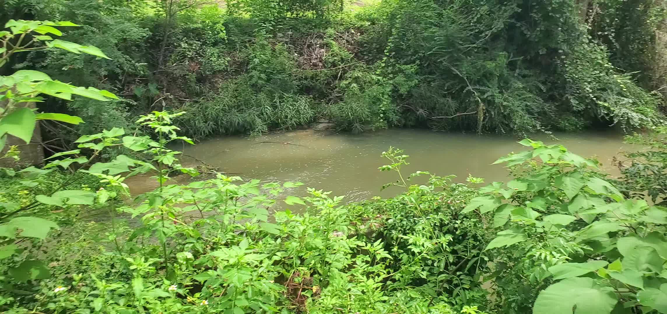 Movie: One Mile Branch at Wainwright Drive and the spilling manholes (30M), 2025-08-05 --jsq for WWALS