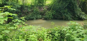[One Mile Branch, 2025-08-05 --jsq for WWALS]