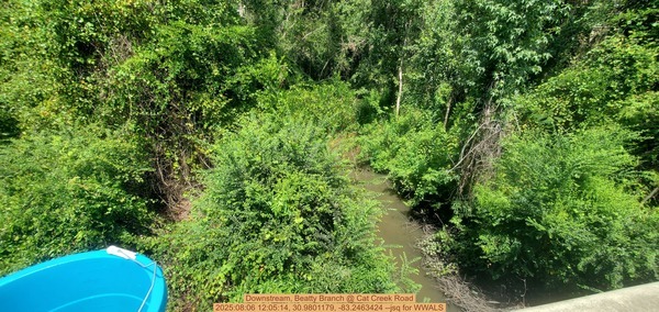 Downstream, Beatty Branch @ Cat Creek Road, 2025:08:06 12:05:14, 30.9801179, -83.2463424 --jsq for WWALS