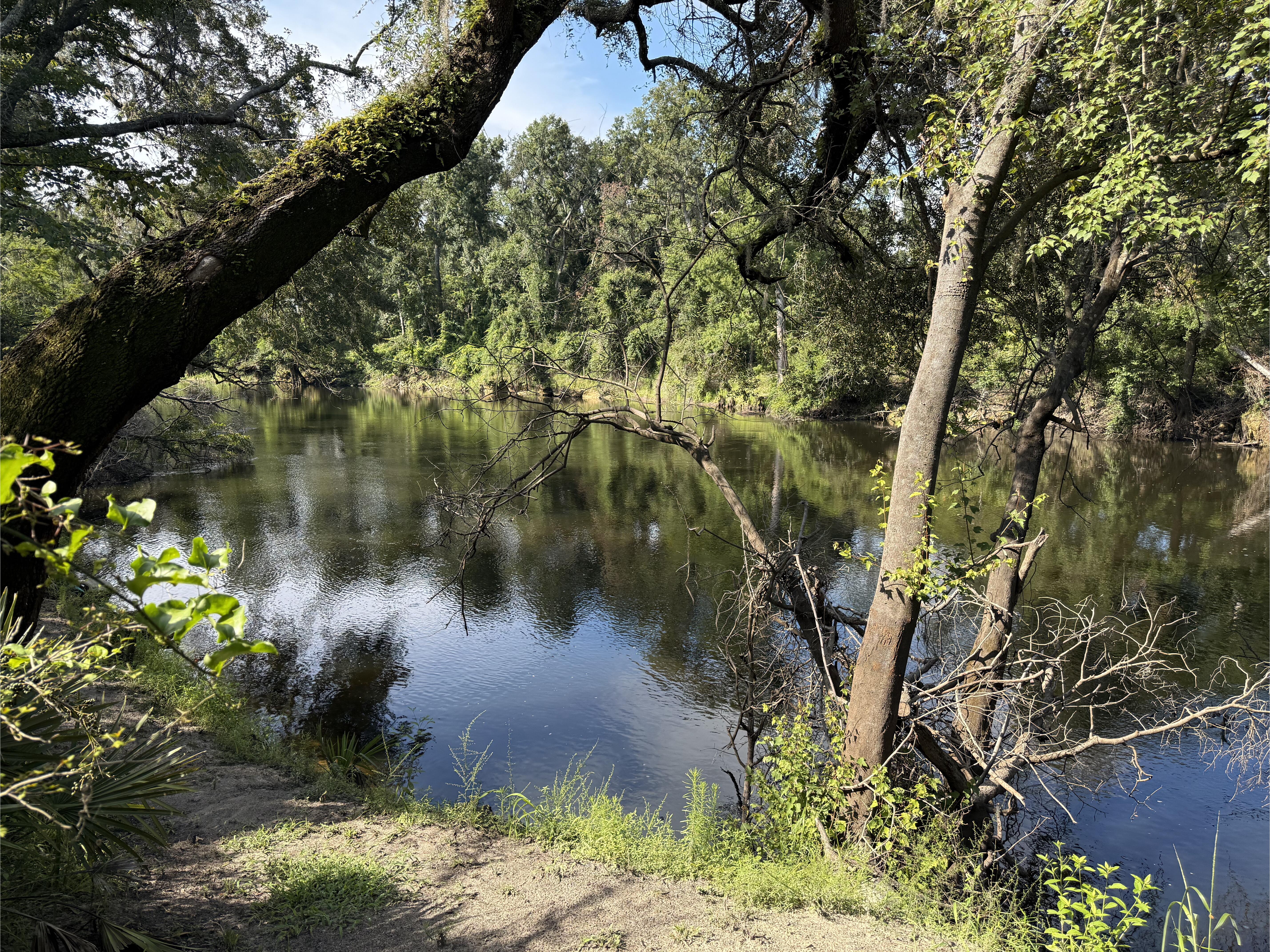 Holly Point other, Withlacoochee River @ NE Withla Bluffs Way 2025-08-06 --Russ Tatum for WWALS