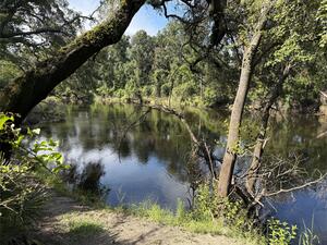 [Holly Point other, Withlacoochee River @ NE Withla Bluffs Way 2025-08-06 --Russ Tatum for WWALS]