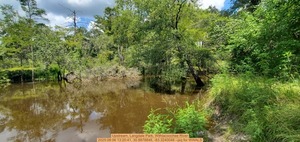 [Upstream, Langdale Park, Withlacoochee River, 2025:08:06 13:20:41, 30.8878846, -83.3240048 --jsq for WWALS]