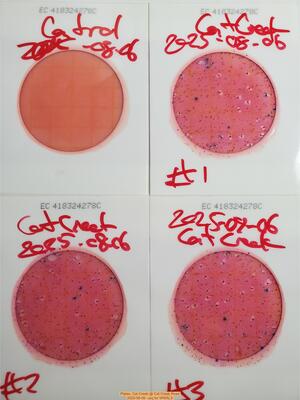 [Plates, Cat Creek @ Cat Creek Road, 2025-08-06 --jsq for WWALS]