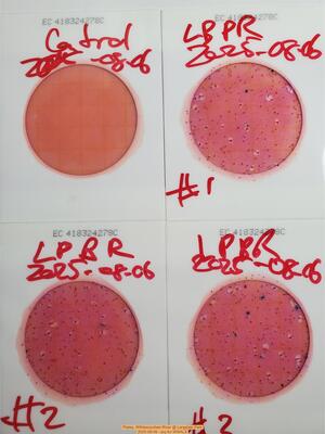 [Plates, Withlacoochee River @ Langdale Park, 2025-08-06 --jsq for WWALS]