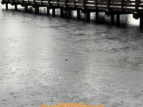 Gator in the rain on Banks Lake, 2025:08:09 19:41:51, 31.0346611, -83.0972972 --Gretchen Quarterman for WWALS