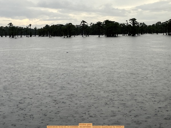 Another gator, 2025:08:09 19:42:33, 31.0345889, -83.0974889 --Gretchen Quarterman for WWALS