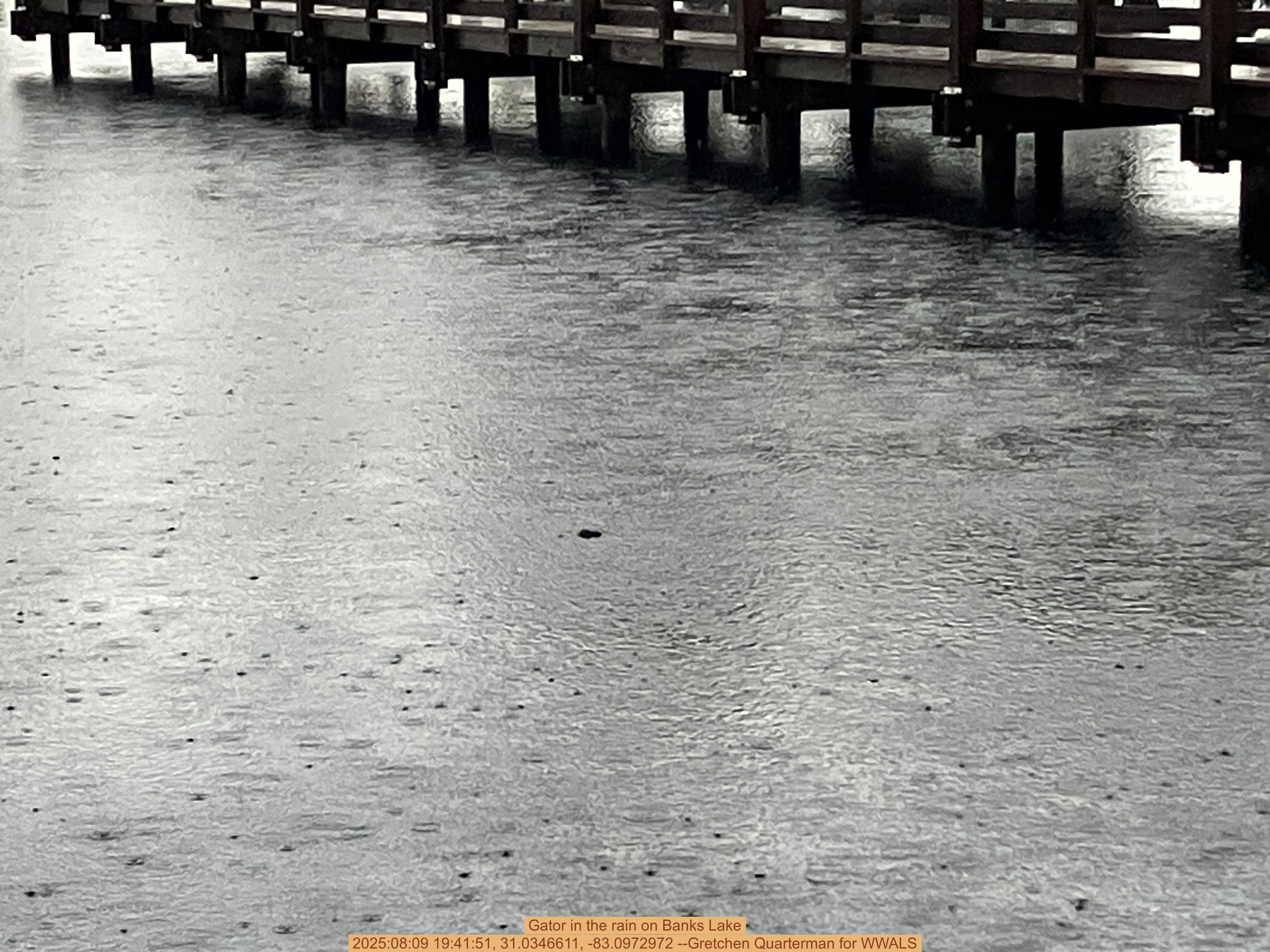 Gator in the rain on Banks Lake, 2025:08:09 19:41:51, 31.0346611, -83.0972972 --Gretchen Quarterman for WWALS