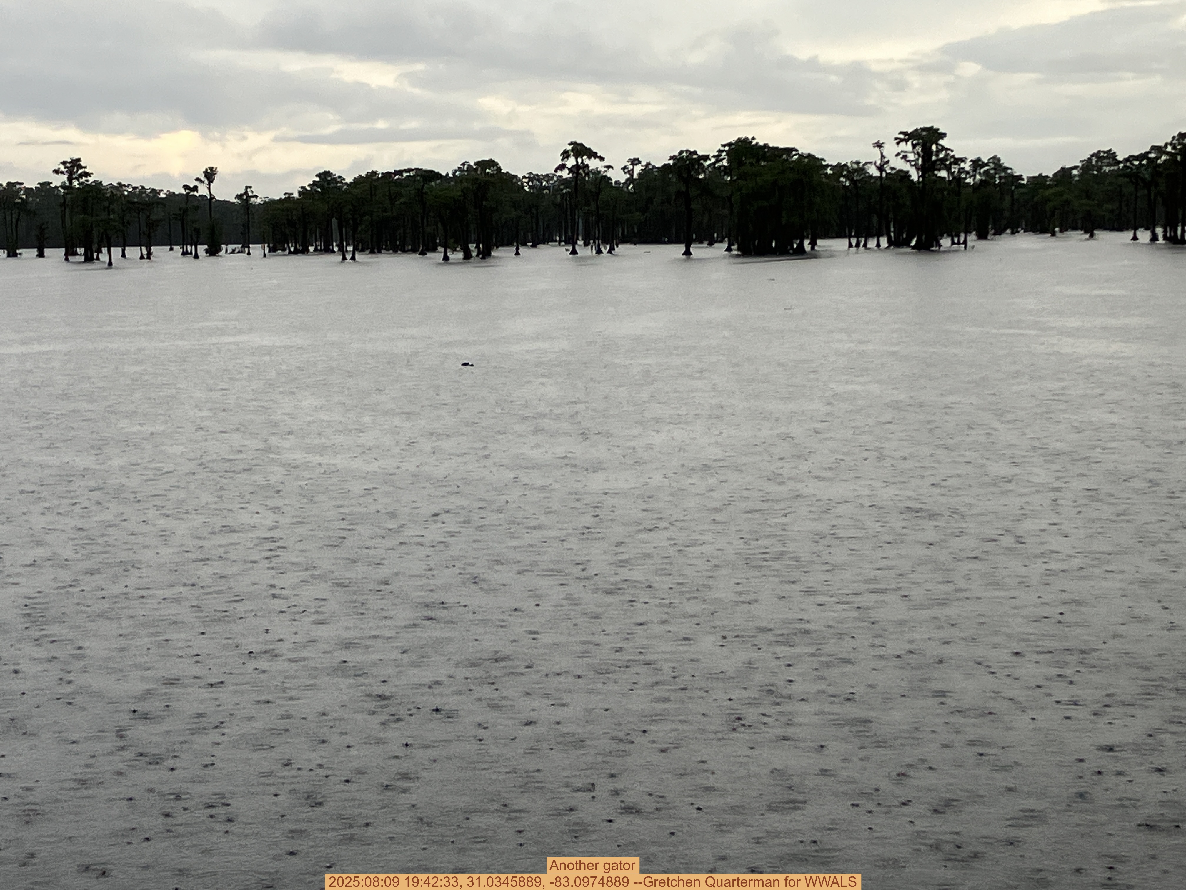 Another gator, 2025:08:09 19:42:33, 31.0345889, -83.0974889 --Gretchen Quarterman for WWALS