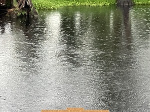 [Rain on Banks Lake, 2025:08:09 19:43:29, 31.0346056, -83.0974722 --Gretchen Quarterman for WWALS]