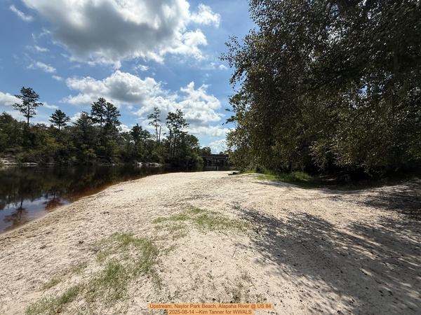 Upstream, Naylor Park Beach, Alapaha River @ US 84 2025-08-14 --Kim Tanner for WWALS