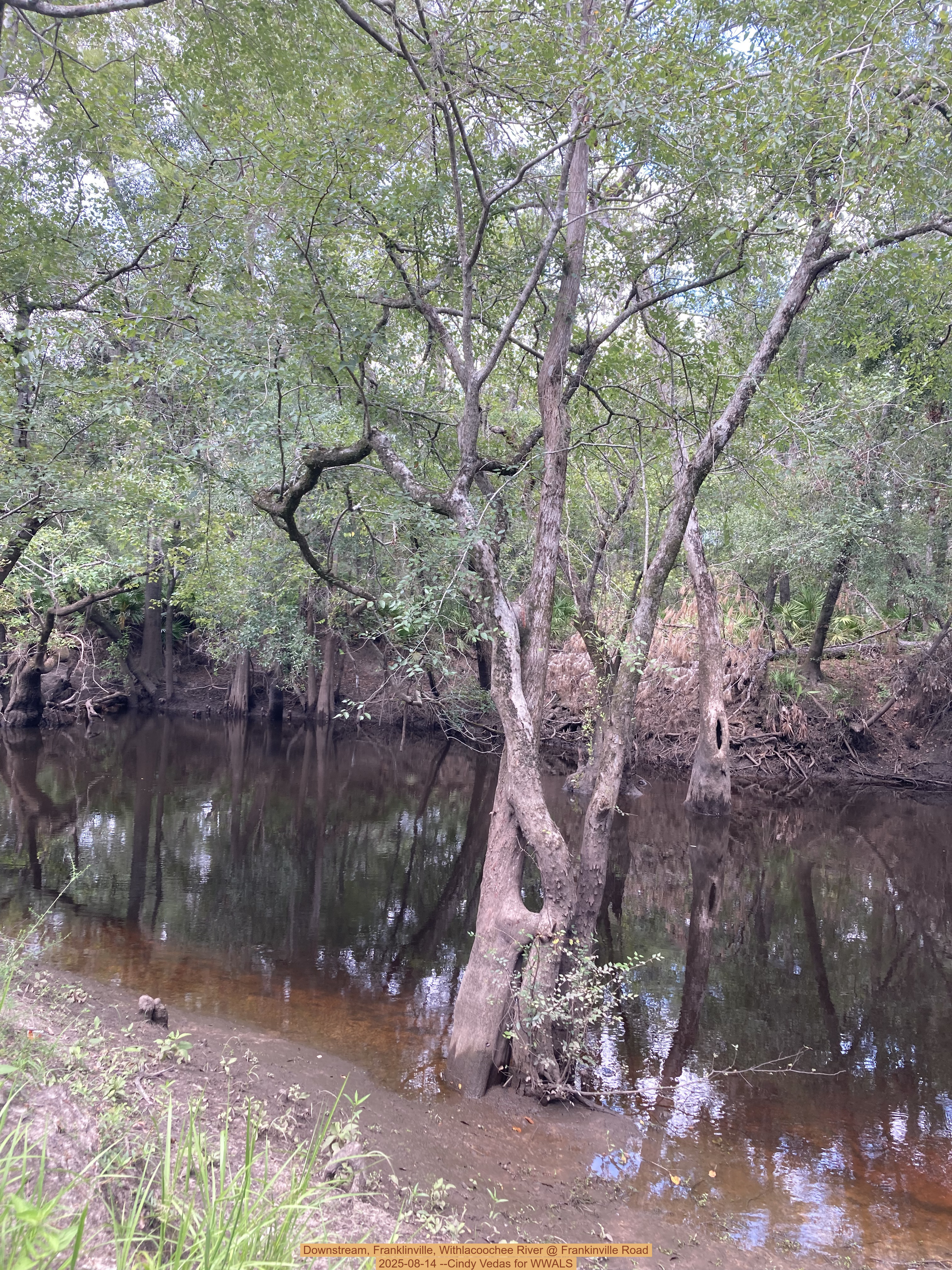 Downstream, Franklinville, Withlacoochee River @ Frankinville Road 2025-08-14 --Cindy Vedas for WWALS