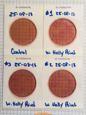 [Plates, Holly Point 2025-08-13 --Russ Tatum for WWALS]