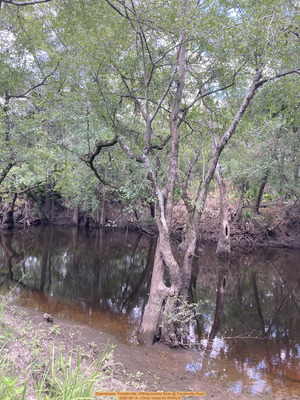 [Downstream, Franklinville, Withlacoochee River @ Frankinville Road 2025-08-14 --Cindy Vedas for WWALS]