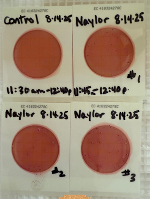 [Plates, Naylor Park Beach 2025-08-14 --Kim Tanner for WWALS]