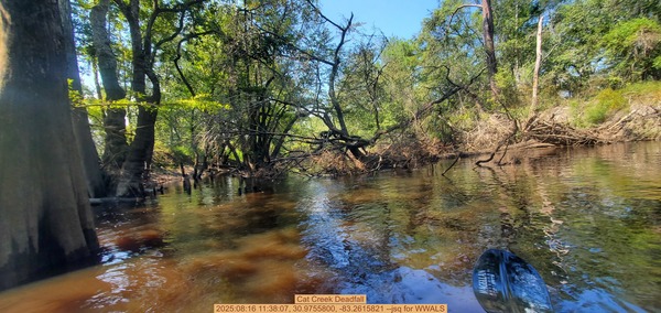 [Cat Creek Deadfall, 2025:08:16 11:38:07, 30.9755800, -83.2615821 --jsq for WWALS]