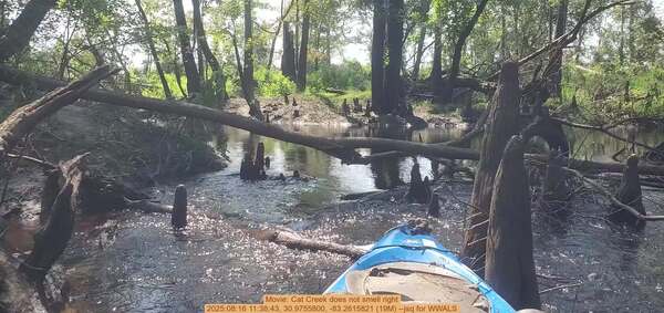 Movie: Cat Creek does not smell right, 2025:08:16 11:38:43, 30.9755800, -83.2615821 (19M) --jsq for WWALS