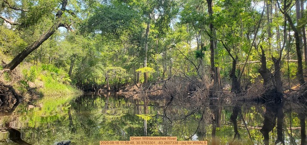 [Green Withlacoochee River, 2025:08:16 11:58:48, 30.9763301, -83.2607338 --jsq for WWALS]