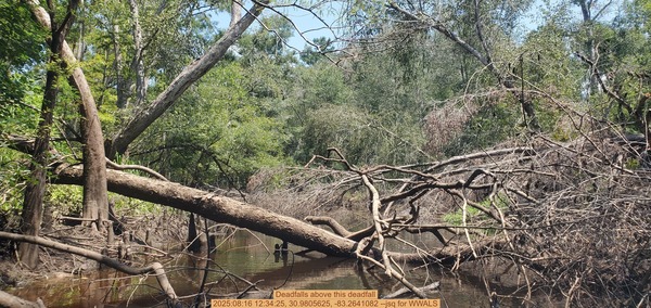 Deadfalls above this deadfall, 2025:08:16 12:34:25, 30.9805625, -83.2641082 --jsq for WWALS