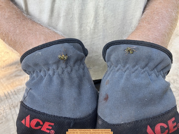 [Southern Yellowjackets, Vespula squamosa, 2025-08-16 --Gretchen Quarterman for WWALS]