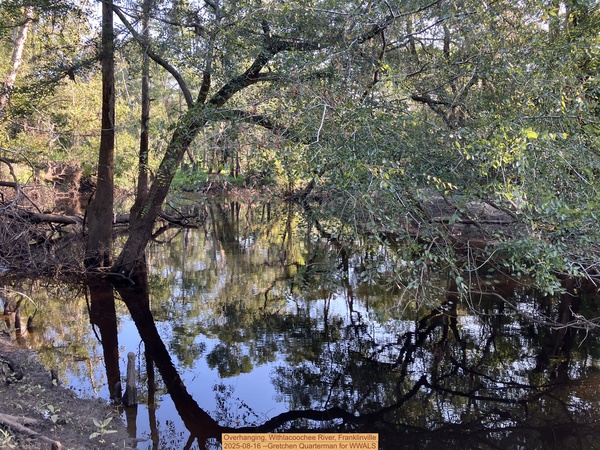 [Overhanging, Withlacoochee River, Franklinville, 2025-08-16 --Gretchen Quarterman for WWALS]