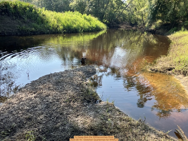 [Yo Dawg likes the Withlacoochee River, 2025-08-16 --Gretchen Quarterman for WWALS]