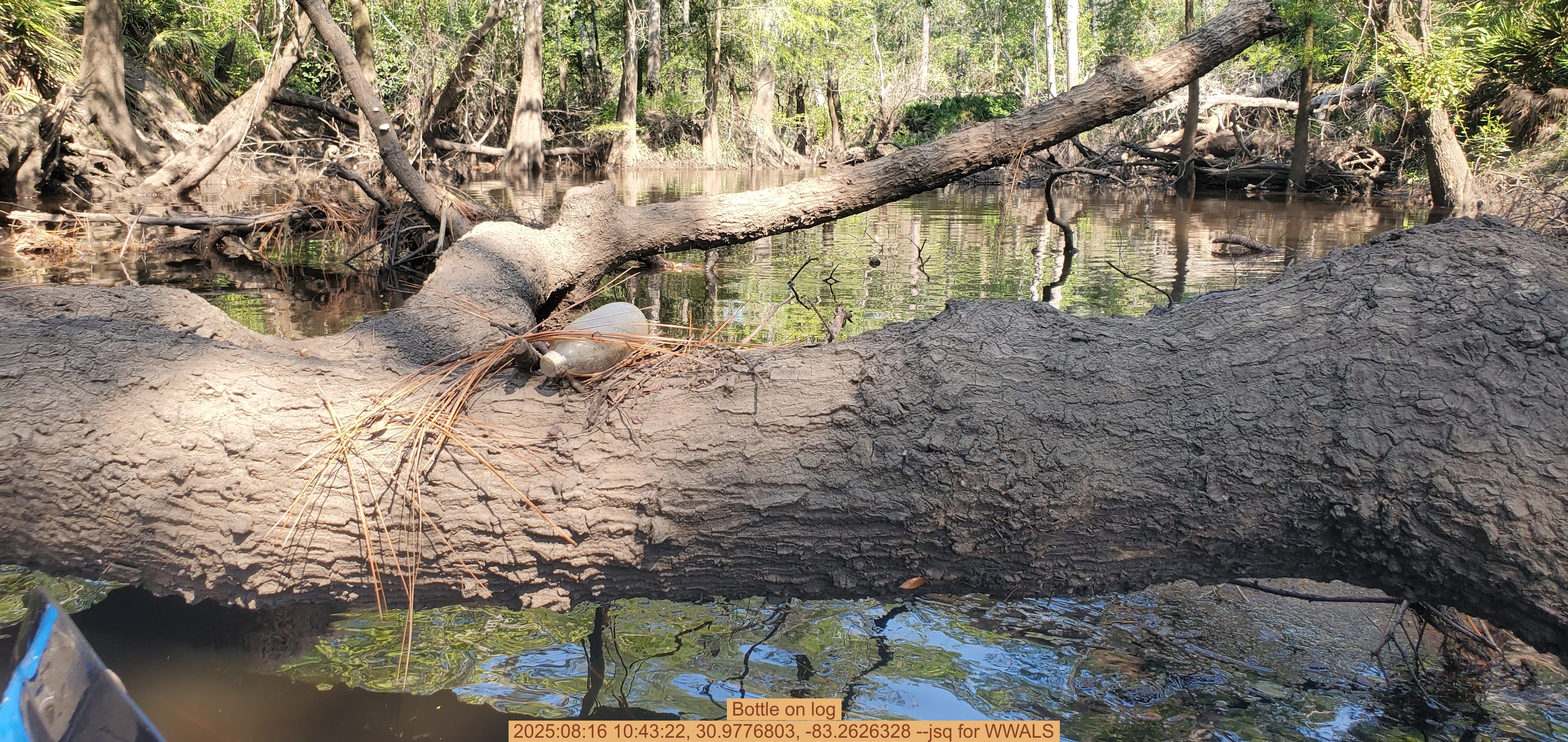 Bottle on log, 2025:08:16 10:43:22, 30.9776803, -83.2626328 --jsq for WWALS