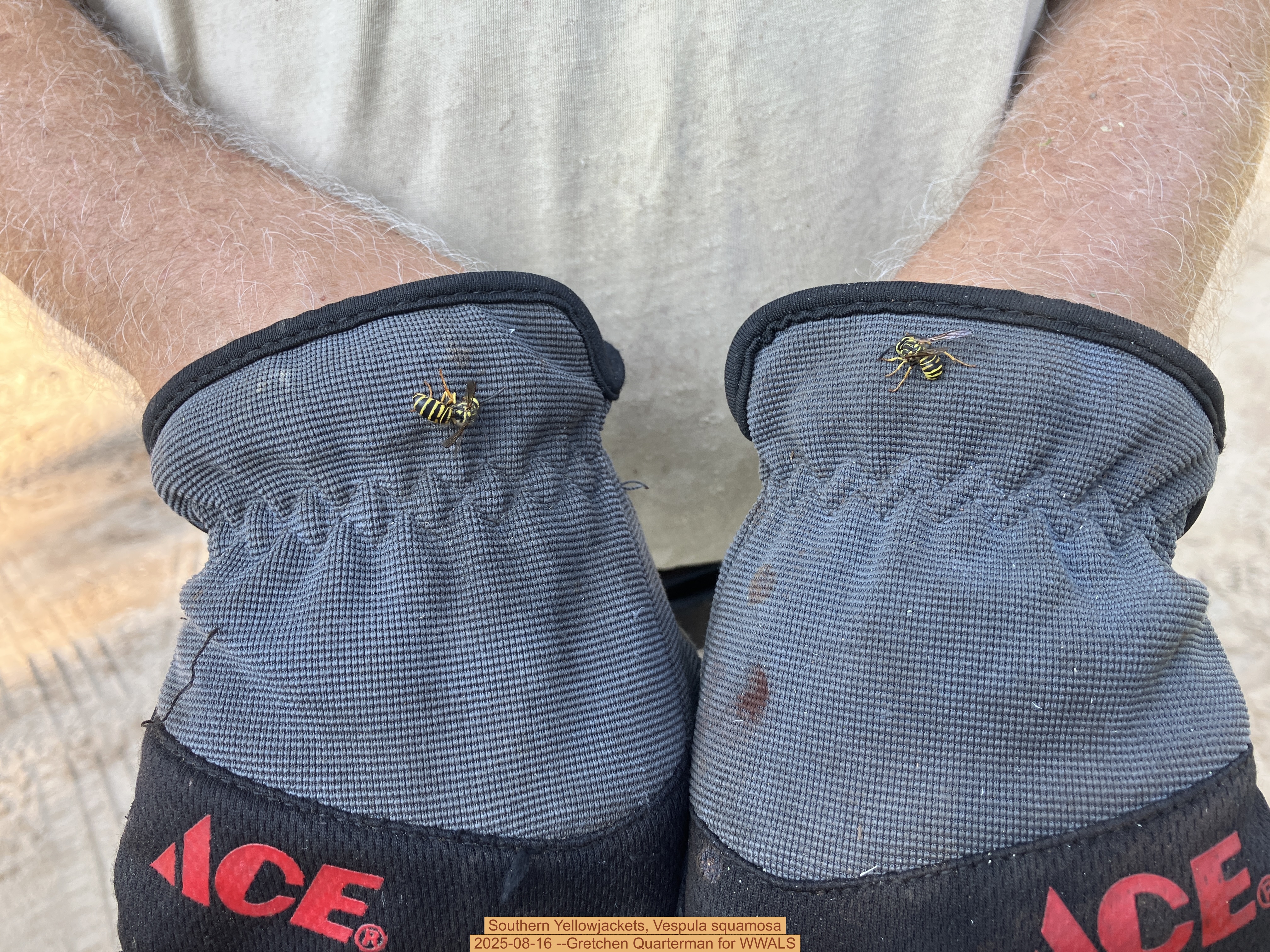 Southern Yellowjackets, Vespula squamosa, 2025-08-16 --Gretchen Quarterman for WWALS