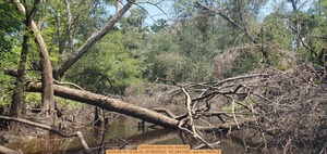 [Deadfalls above this deadfall, 2025:08:16 12:34:25, 30.9805625, -83.2641082 --jsq for WWALS]