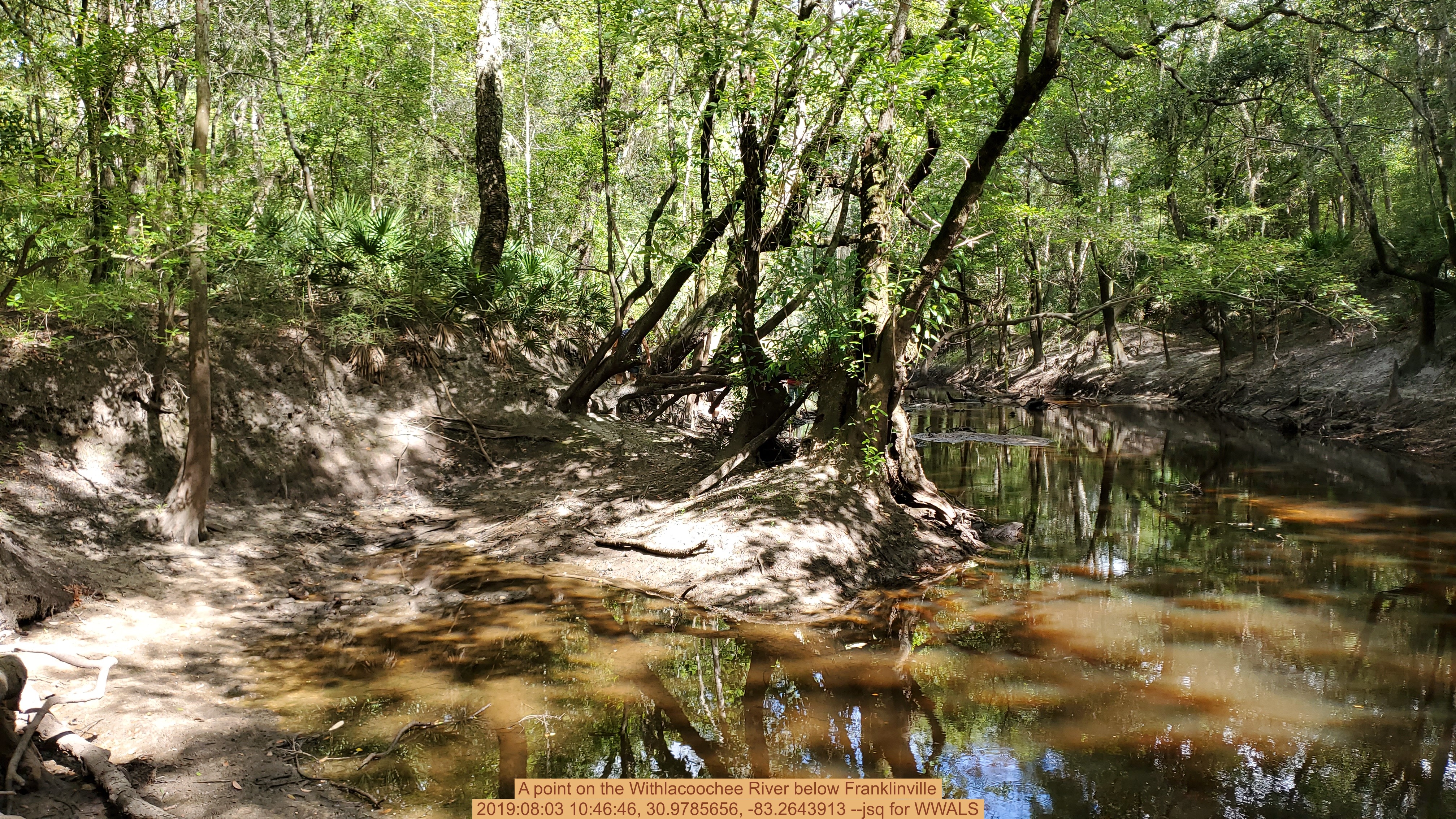 A point on the Withlacoochee River below Franklinville, 2019:08:03 10:46:46, 30.9785656, -83.2643913 --jsq for WWALS