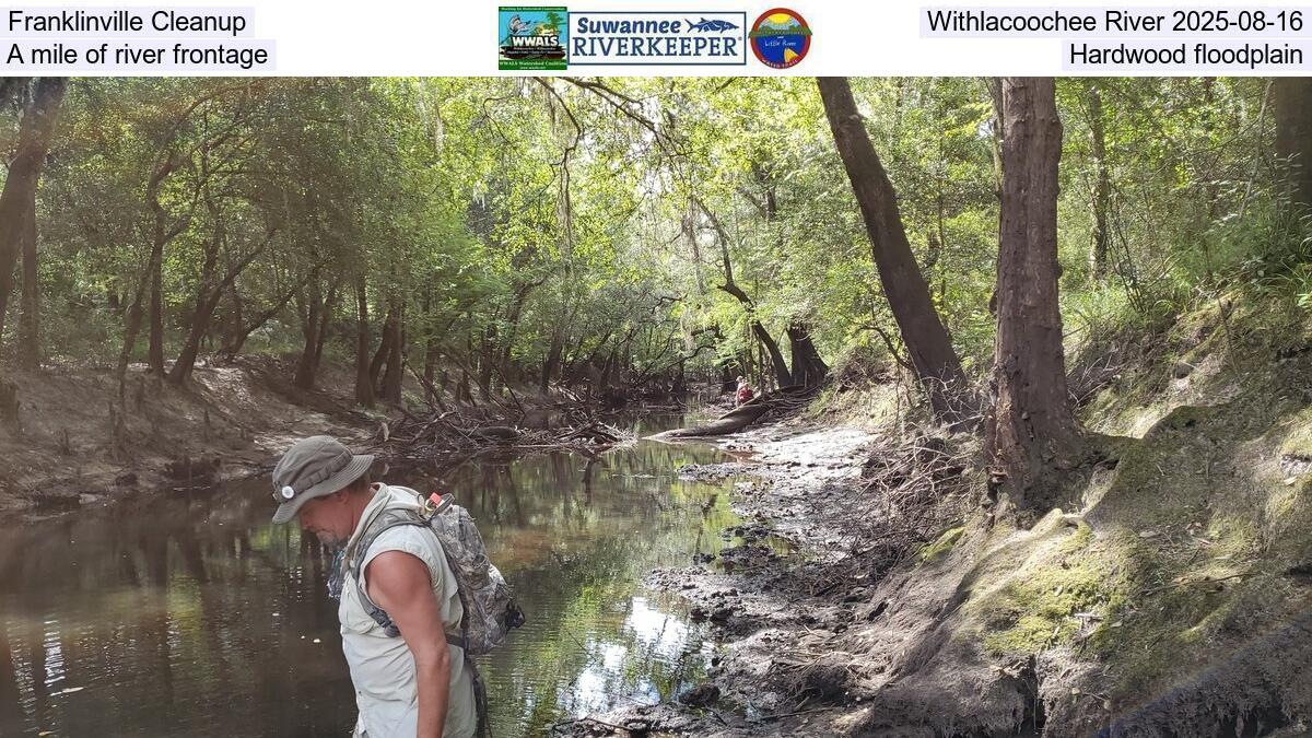 Franklinville Cleanup, Withlacoochee River 2025-08-16, A mile of river frontage, Hardwood floodplain