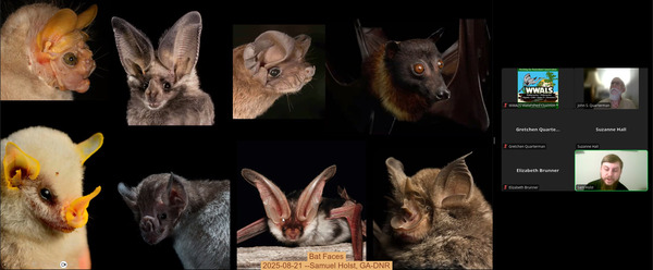 [Bat Faces, 2025-08-21 --Samuel Holst, GA-DNR]
