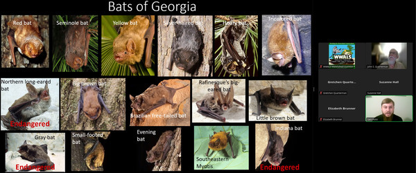 [Bat Names, 2025-08-21 --Samuel Holst, GA-DNR]