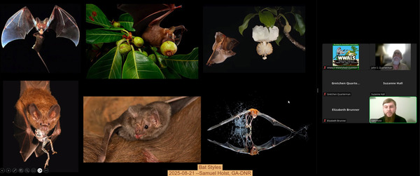 [Bat Styles, 2025-08-21 --Samuel Holst, GA-DNR]