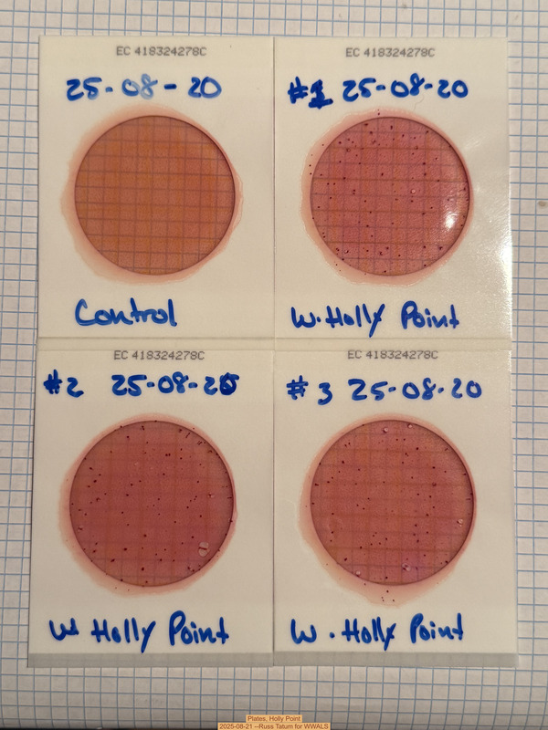 Plates, Holly Point 2025-08-21 --Russ Tatum for WWALS