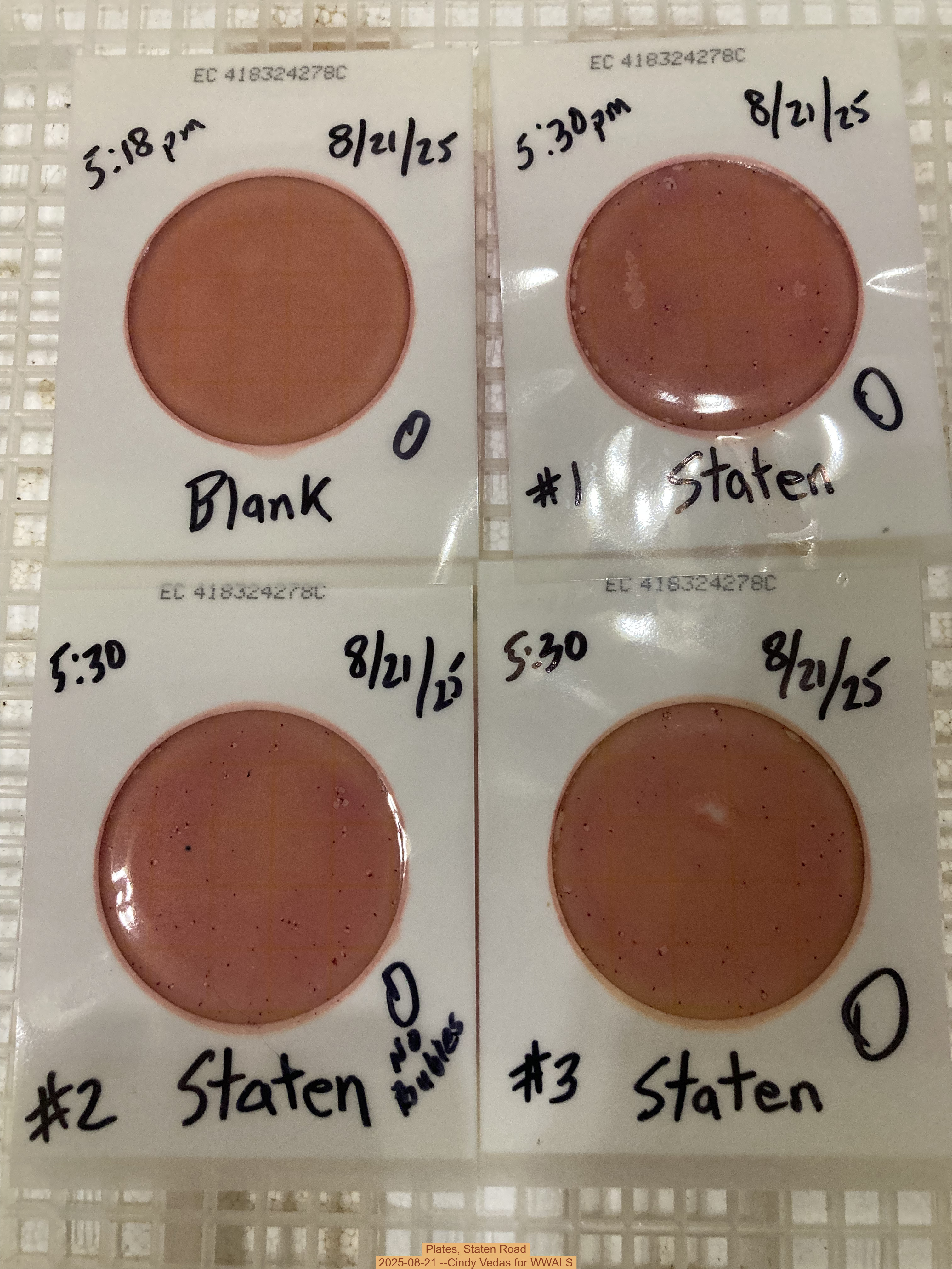 Plates, Staten Road 2025-08-21 --Cindy Vedas for WWALS