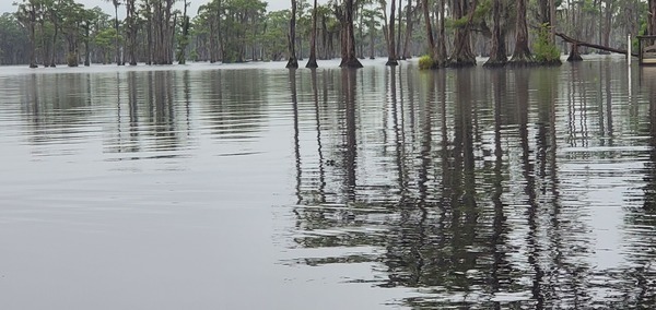 Tiny gator, 2025-08-23 --jsq for WWALS