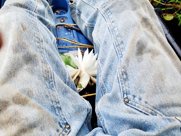 [Water lily, 2025-08-23 --jsq for WWALS]
