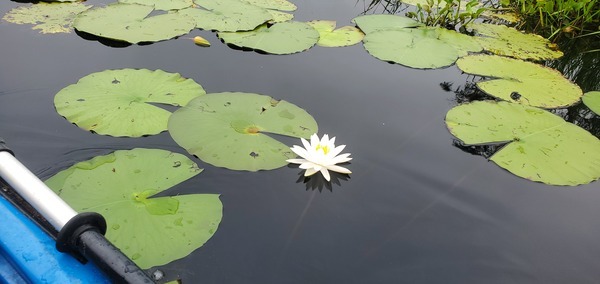 [Water lily in water, 2025-08-23 --jsq for WWALS]