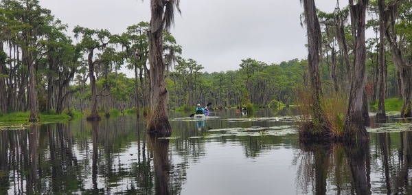 [Swamp primeval, 2025-08-23 --jsq for WWALS]