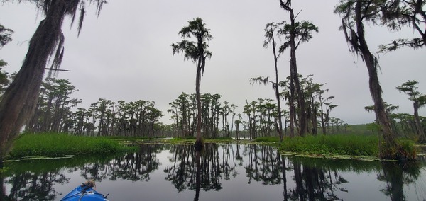 Framed swamp, 2025-08-23 --jsq for WWALS