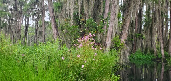 [Native species blooming, 2025-08-23 --jsq for WWALS]