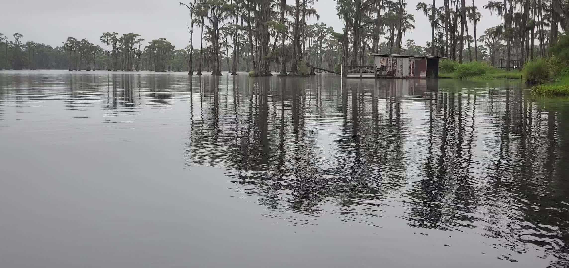 Movie: Little gator (8.3M), 2025-08-23 --jsq for WWALS