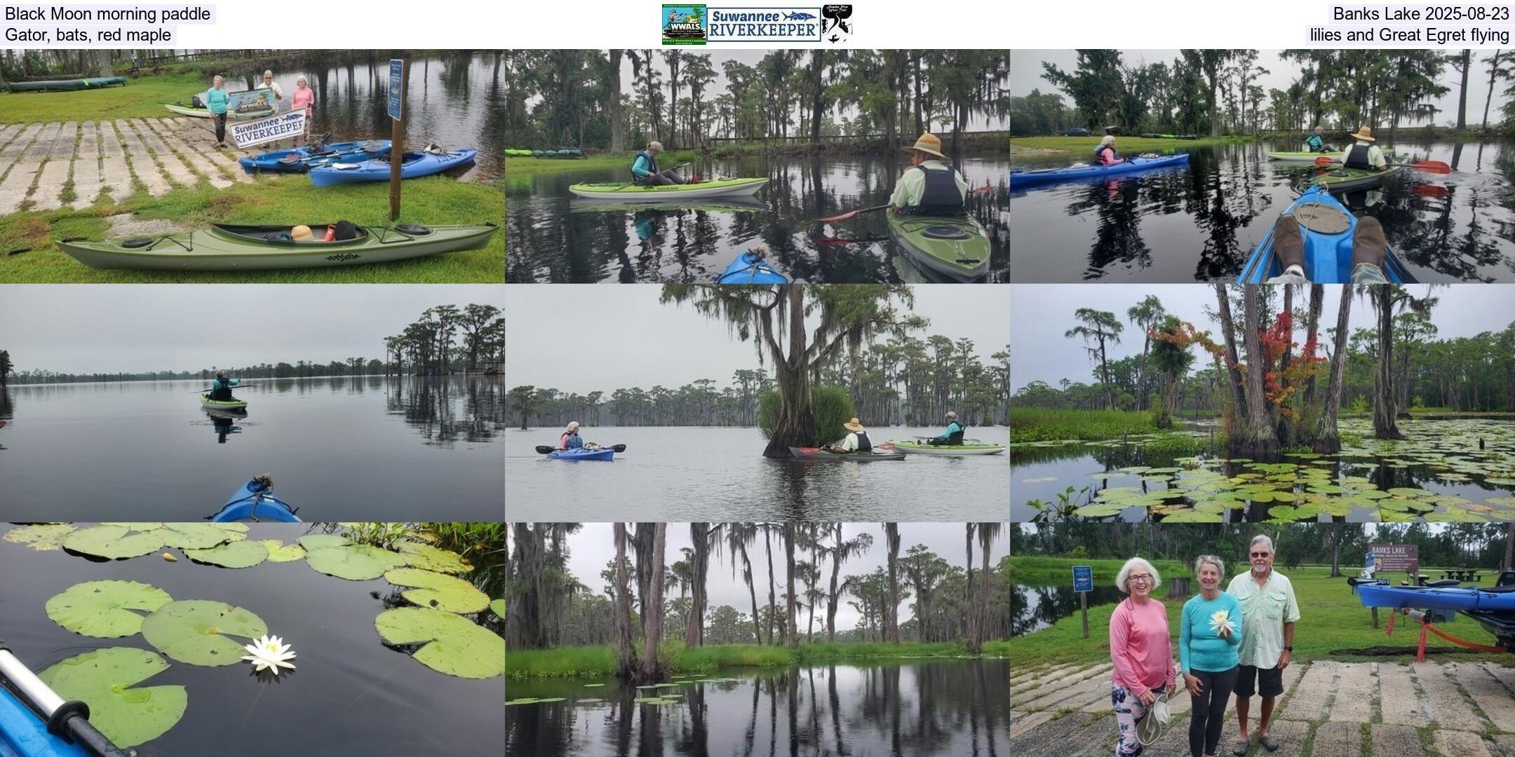 Black Moon morning paddle, Banks Lake 2025-08-23, Gator, bats, red maple, lilies, and Great Egret flying