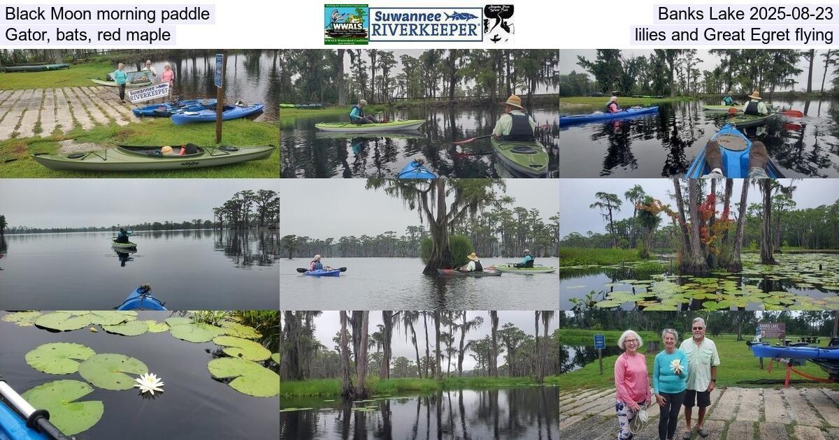 [Black Moon morning paddle, Banks Lake 2025-08-23, Gator, bats, red maple, lilies, and Great Egret flying]